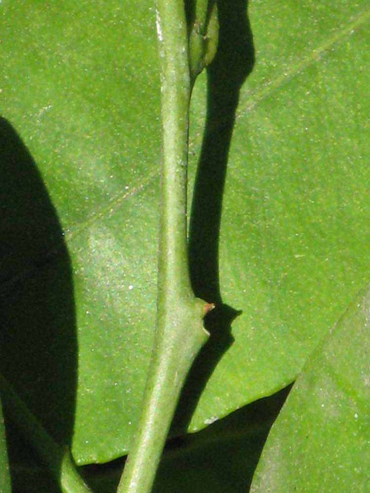            First year twig (Riverside, CA)   